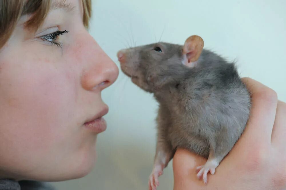 Я крыса. Игра про крыс. Курящая крыса. Крыса в журнале перец. Крыса с телефоном.