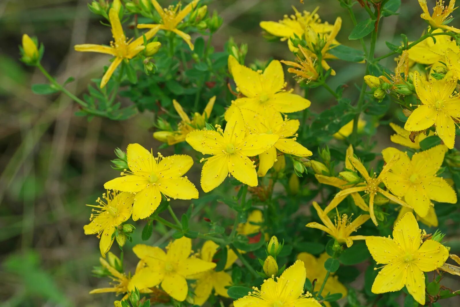 Зверобой большой. Зверобой продырявленный (Hypericum perforatum). Зверобой (Hypéricum perforátum). Зверобой четырёхкрылый. Зверобой продырявленный Hypericum perforatum l..