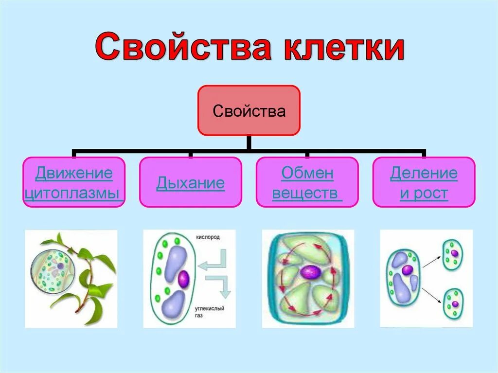 Клетка 5. Жизнедеятельность клетки. Свойства клетки. Жизнедеятельность клетки 5 класс. Строение и жизнедеятельность клетки 5 класс.