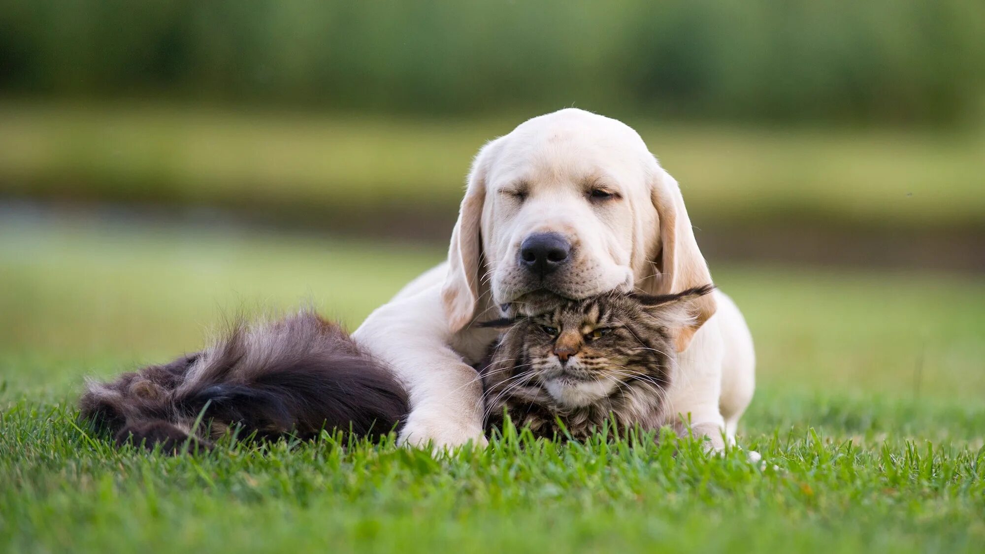 Кошки и собаки. Лабрадор с кошкой на природе. Собака и кошка играются на природе. Лабрадор пушистый. Pet perfect