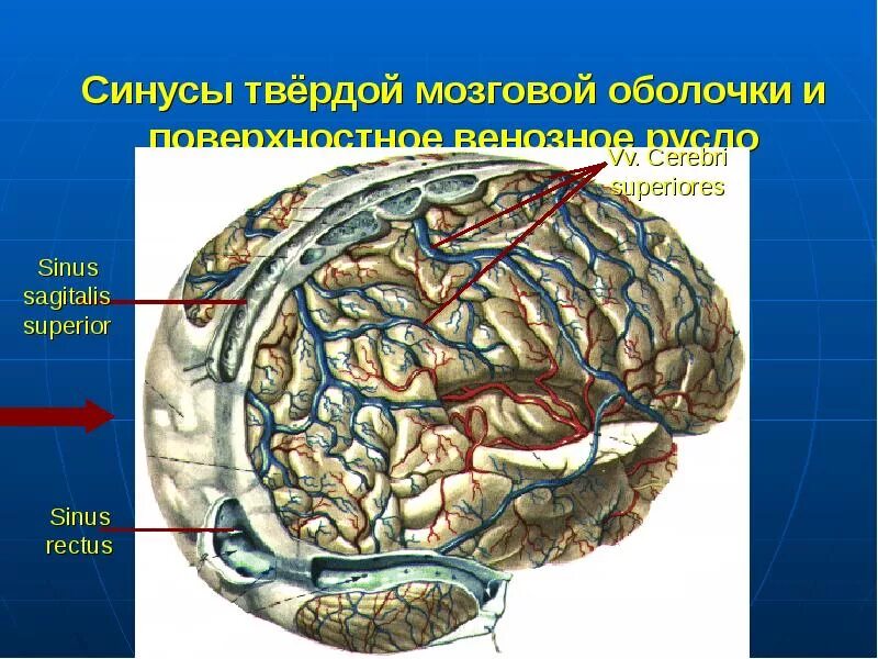 Синусы оболочек головного мозга. Венозные синусы твердой мозговой оболочки. Оболочки мозга. Синусы твердой мозговой оболочки. Твёрдая оболочка головного мозга. Твердая мозговая оболочка.