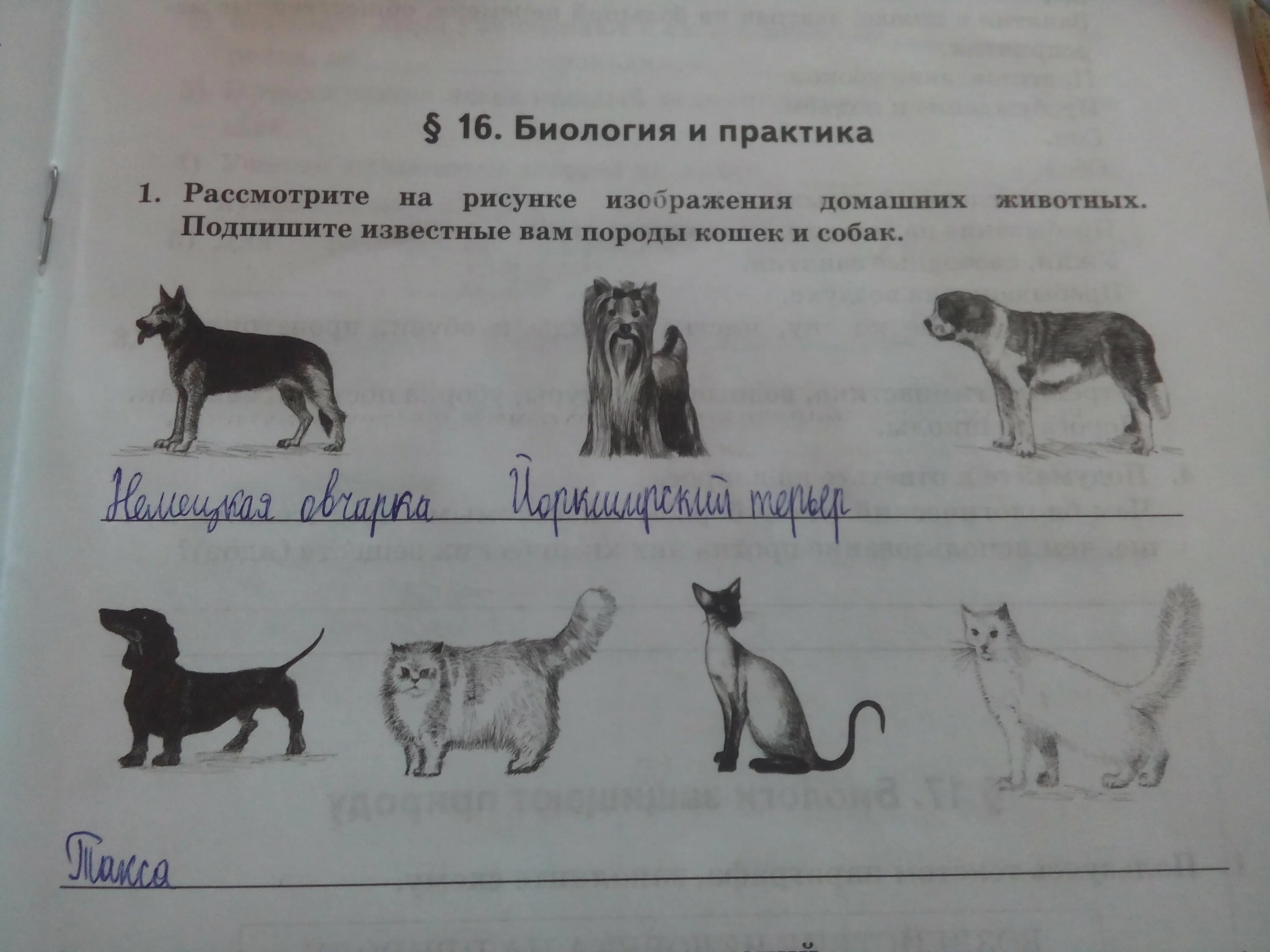 Рассмотрите фотографию кошки породы. Определи породу собак 1 класс. Рассмотри Подпиши породы собак. Подпиши картинки. Породы собак задания.