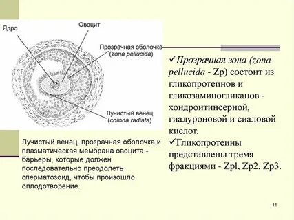 Лучистый венец яйцеклетки