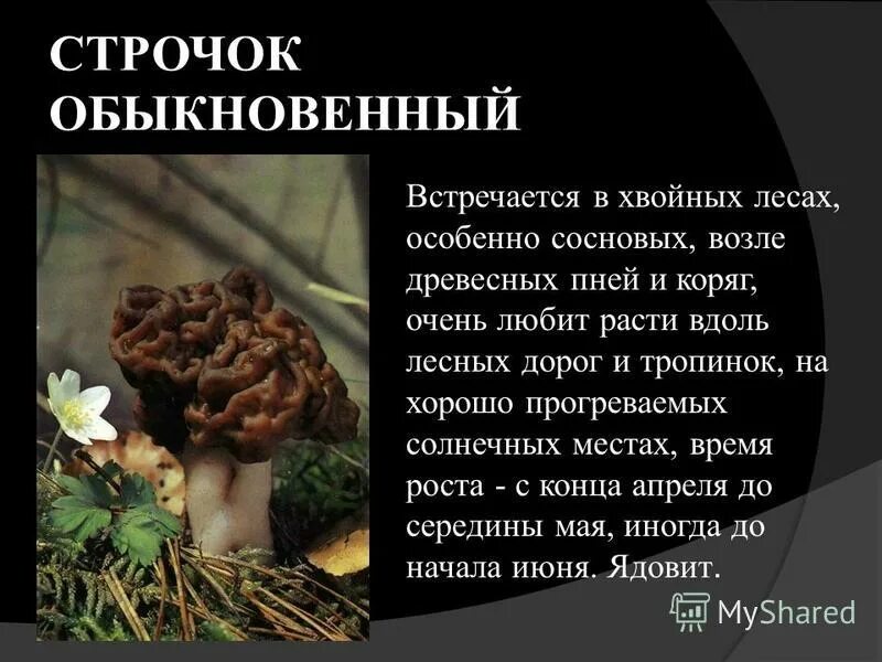 Строчок обыкновенный таксоны с наименьшего. Гриб строчок обыкновенный. строчок обыкновенный ядовитый.