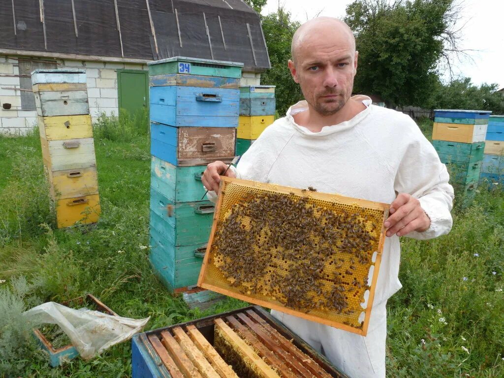 Пчелы купить в нижегородской. Медоцвет Михалев Пчеловодство. Пасека Дзизенко Ставрополь. Пасека Алексея Примечаева.