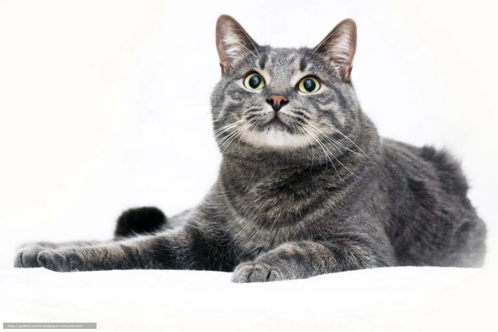 толстый кот. кот мурзик. грозное мяуканье котов видео. кот и мурлик. кот мурзик фото.