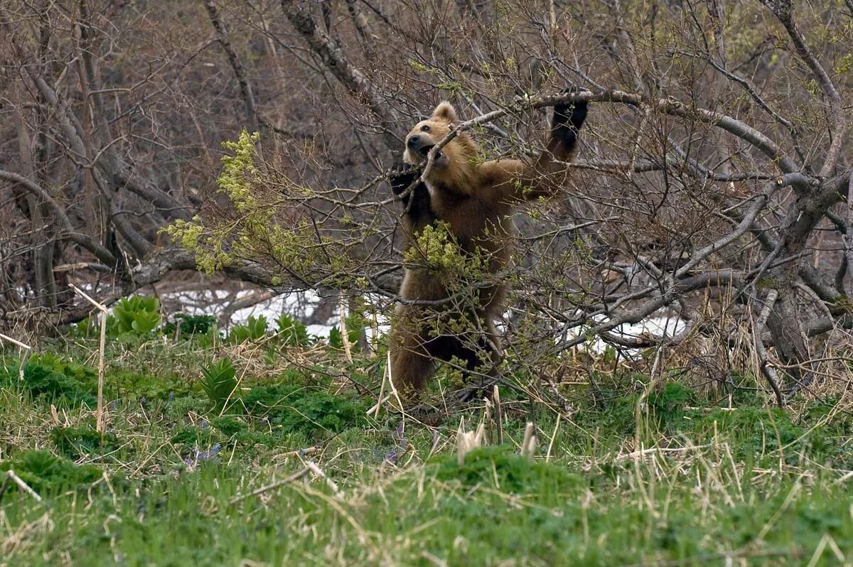 Медведь весной картинки. Медведь в весеннем лесу. Медведь весной. Медведь в валежнике. Медведь весной в лесу.