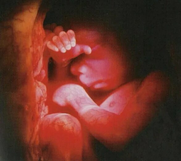 Почему на 23 недели. Ребёнок на 23 неделе беременности. Эмбрион на 23 неделе беременности. 22 Неделя беременности видео.