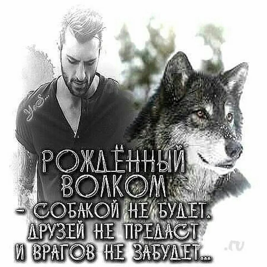 Про жизнь волков. Волк с надписью. Статусы про одиноких Волков. Одинокий волк цитаты. Цитаты волка.