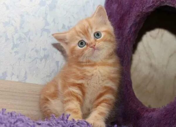 Котенок британец фото 1 месяц рыжий рыженький котёнок мальчик 1 месяц + 1 неделя обсуждение на форуме НГС Новоси
