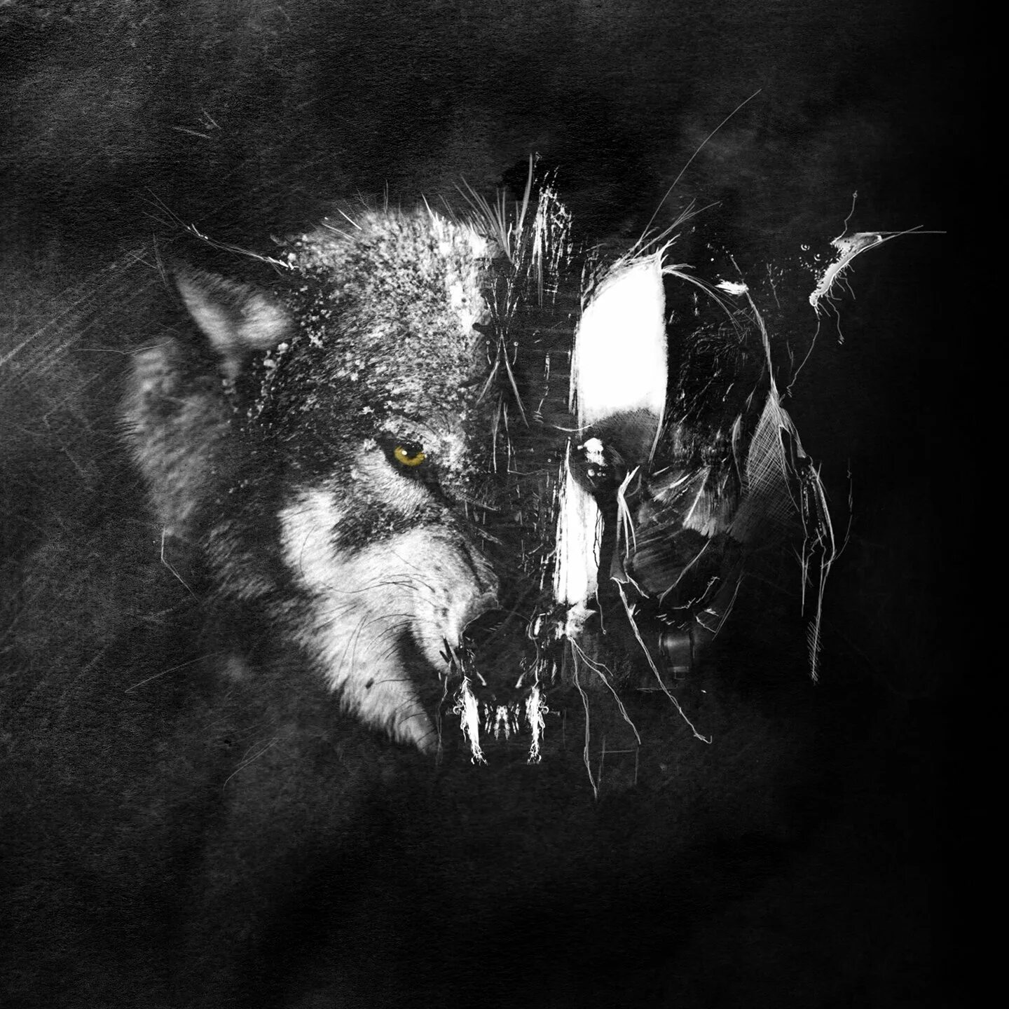Волк злость. Волк в ярости. Оскал волка. Волк в гневе.