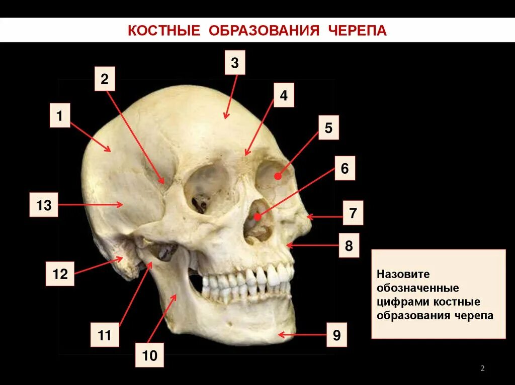 Образование кости черепа. Костная основа черепа. Костные образования черепа. Костное образование основания черепа.