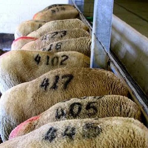 Номер овцы. Номер овцы. Крашенный баран. Собака пасет стадо. Номер овцы.