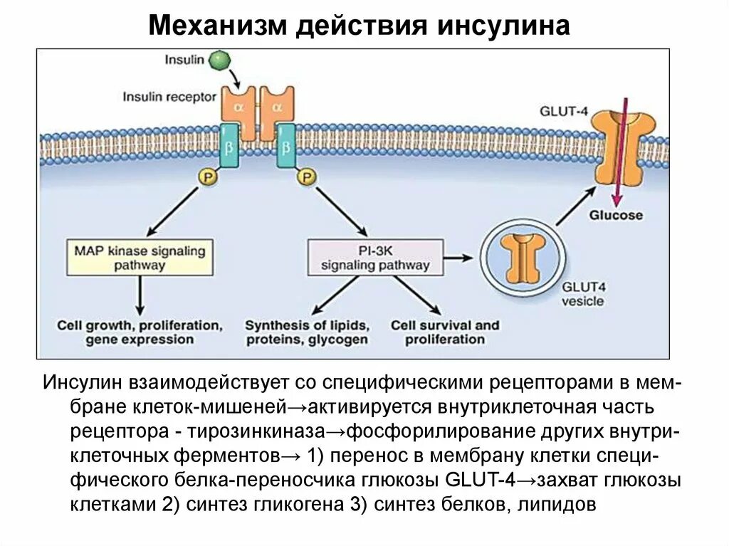 Мембранный механизм действия гормона инсулина. Механизм действия инсулина на клетки мишени. Действие инсулина на клетку схема. Охарактеризуйте механизм действия инсулина на клетки организма. Участвует в синтезе инсулина