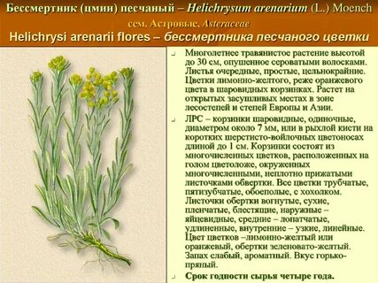 Цветы бессмертника инструкция
