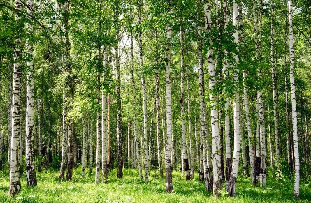 Много березок. Березовая роща. Березовая роща 1а. Березняк, Березовая роща. Берёзовая роща фотообой.