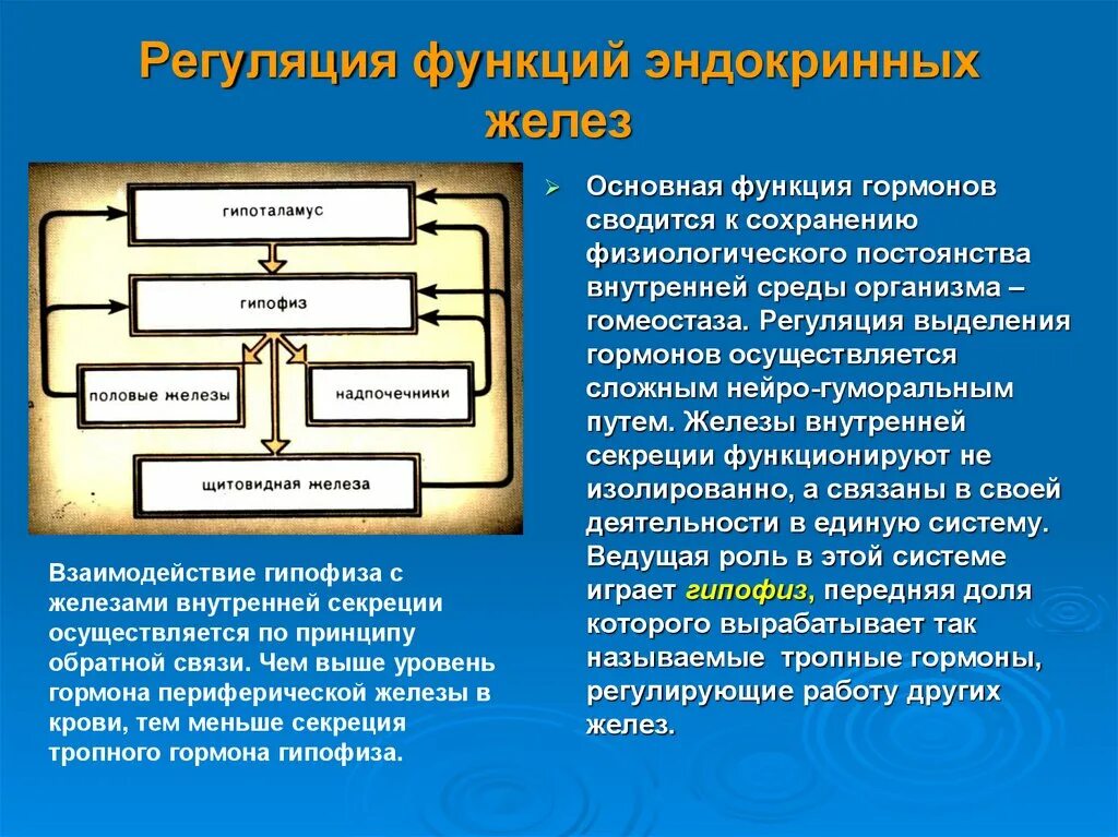 Регуляция функции эндокринных желез. Общие принципы регуляции желез внутренней секреции.. механизм регуляции деятельности желез внутренней секреции кратко. механизмы регуляции функциональной активности эндокринных желез. регуляция деятельности эндокринных желез схема.