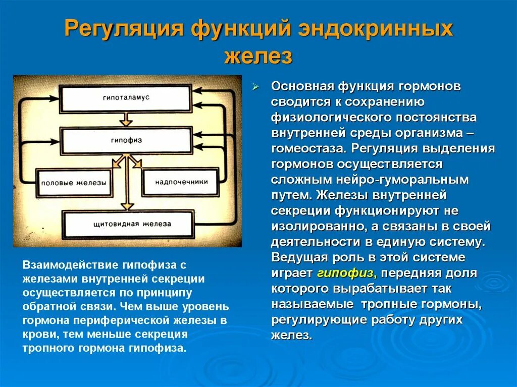 Регуляция функции эндокринных желез