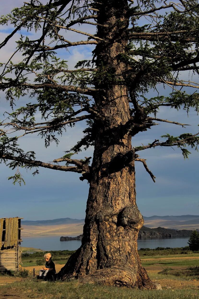 саванна растение барбары адансония. караич дерево. чинар дерево. дерево матеры. дуб черешчатый крона.