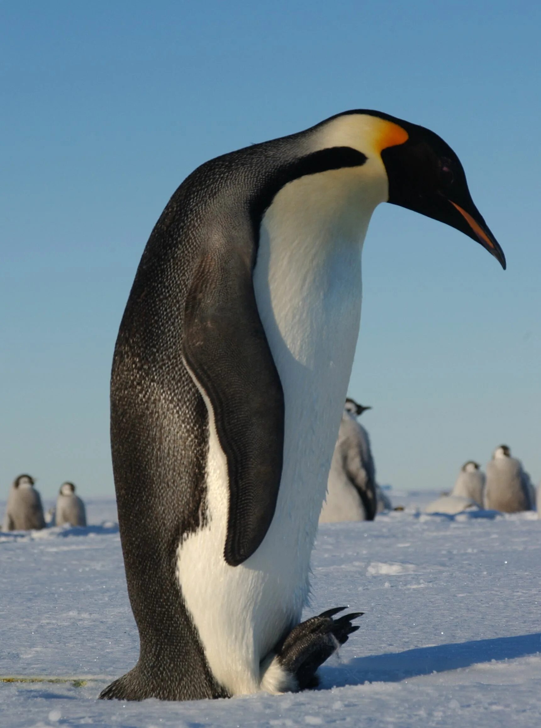 Emperor penguin. Императорский Пингвин Aptenodytes forsteri. Императорский Пингвин в Антарктиде. Императорский Пингвин самка. Пингвин Королевский или Императорский.