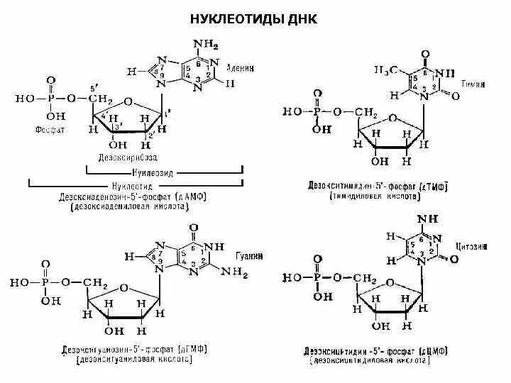 Формулы нуклеотидов. Схема строения нуклеотида ДНК. Химическая формула нуклеотида ДНК. Строение нуклеотида ДНК. Структура нуклеотида ДНК И РНК.