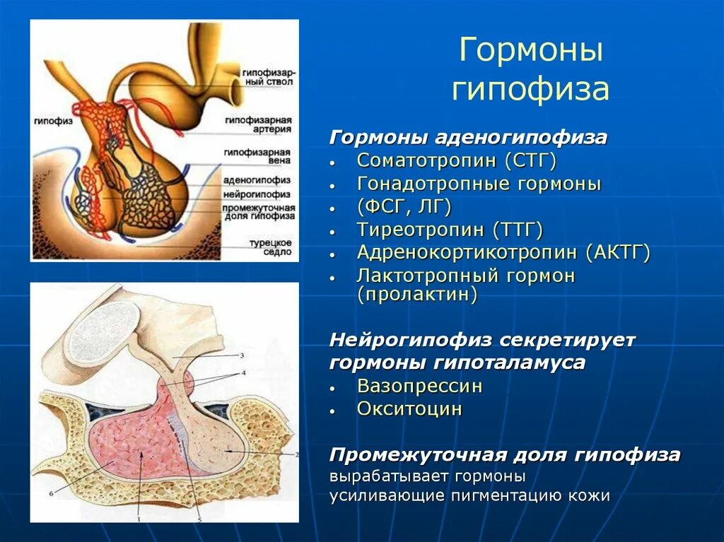 Гормоны гипофиза анализы. Гипофиз нейрогипофиз. Топография гипофиза доли аденогипофиз нейрогипофиз.