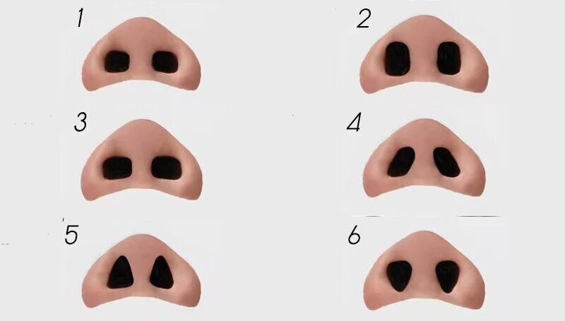 Форма ноздрей. Необычные формы носа. Форма ноздрей. Разные формы носа. Формы носа.