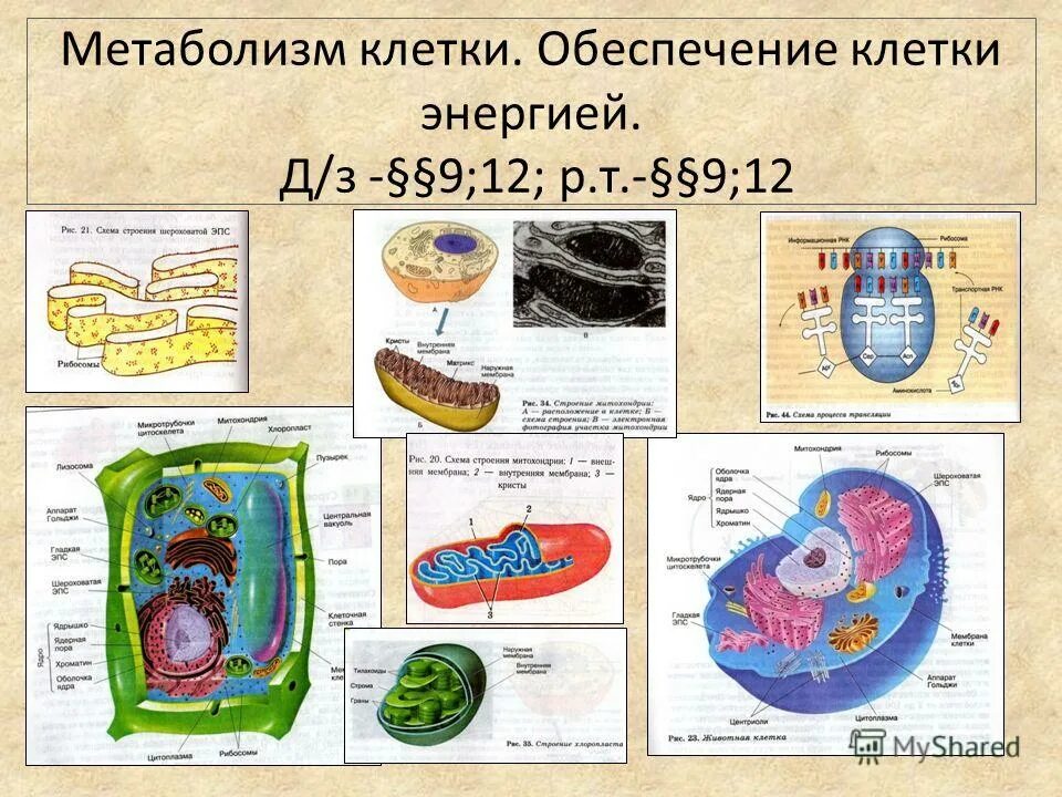 Растительная клетка обмен веществ. Метаболизм клетки схема. Клеточный метаболизм.