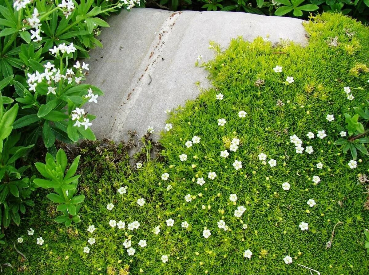 Мхи растения многолетние. Мшанка шиловидная sagina subulata. Мшанка почвопокровная. Мшанка ирландский мох. Почвопокровные многолетники Мшанка.