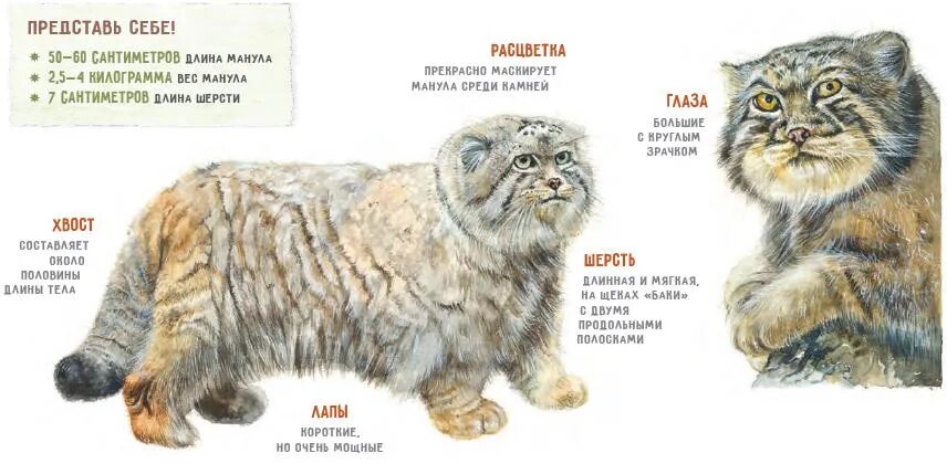 Какая плотность шерсти сибирского манула. Манул ареал. Исчезающие животные России речь. Манул место обитания. Атлас «исчезающие животные России».