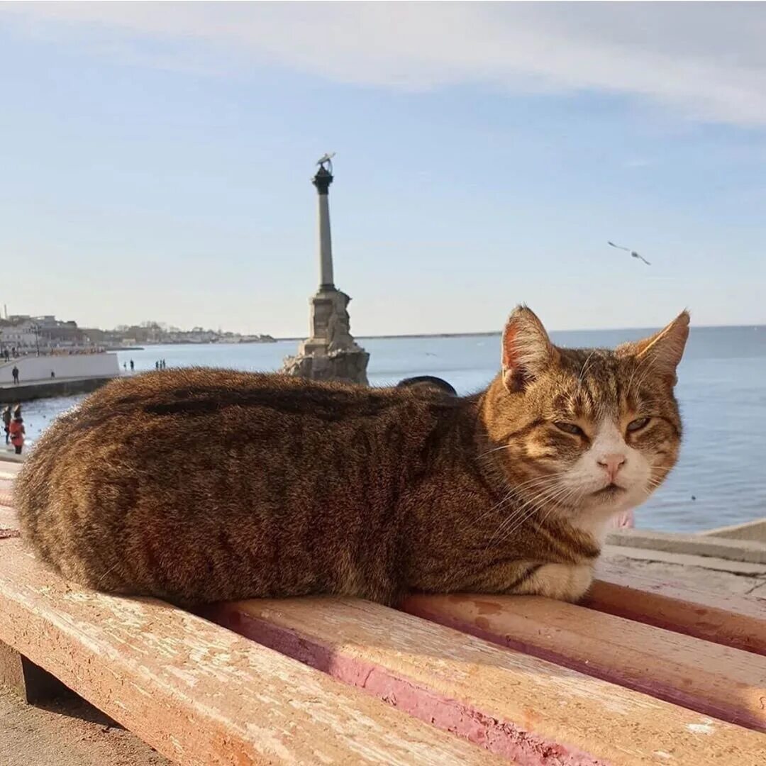 Купить кошку севастополь. Севастопольские коты. Кот Севастополь. Рыжий кот Севастополь. Знаменитые коты Севастополя.