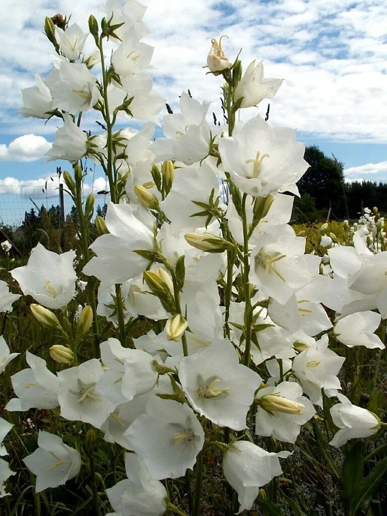 Колокольчик многолетник. Колокольчик персиколистный Alba. Колокольчик персиколистный. Grandiflora Alba. Колокольчик персиколистный (Campanula persicifolia `Takion White`).