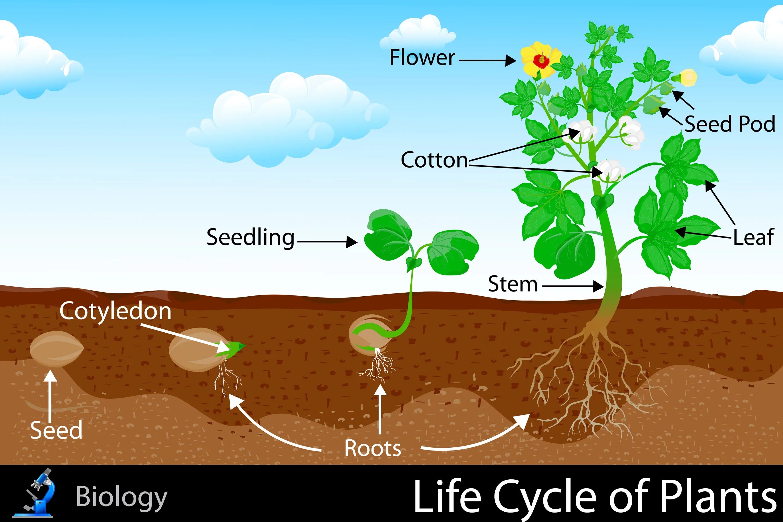 Plant Life Cycle. Цикл жизни растений для детей. Цикл роста растений. Жизненный цикл растений для детей. Plant cycle