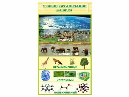 Методы и уровни биология