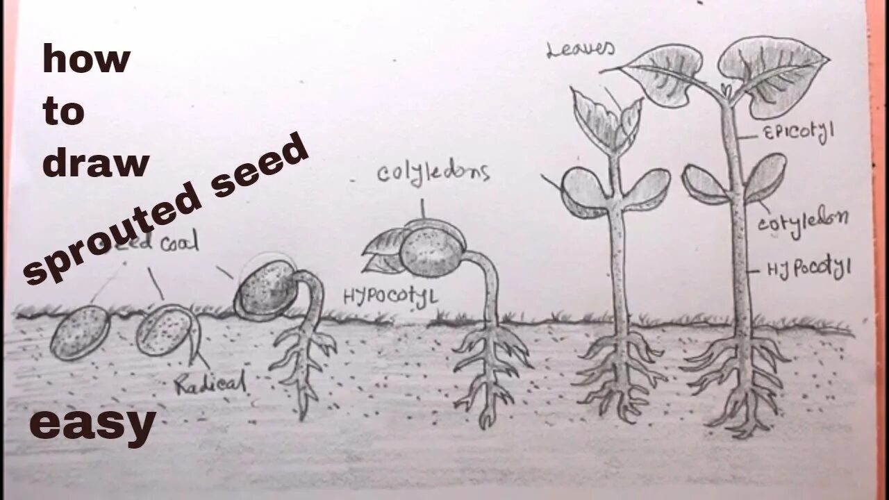 How easy. Drawing a seedling. seeds drawing easy. how to draw bean.