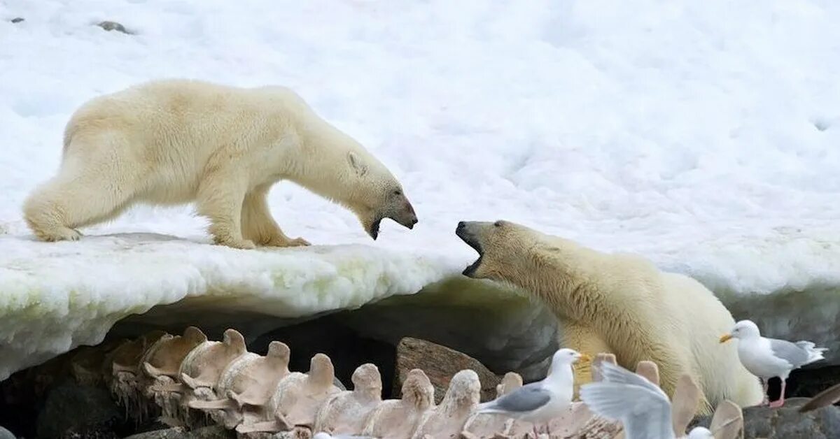 Животные севера. Белый медведь охотится.