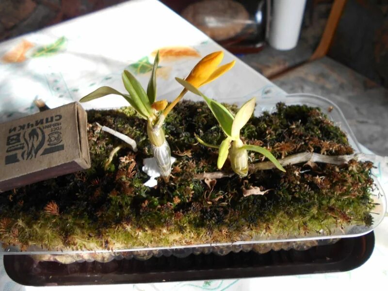 Детка дендробиума. Dendrobium dwarf tricolor. размножение дендробиума. отводки дендробиума.