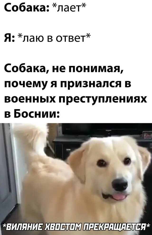Лают почему ю