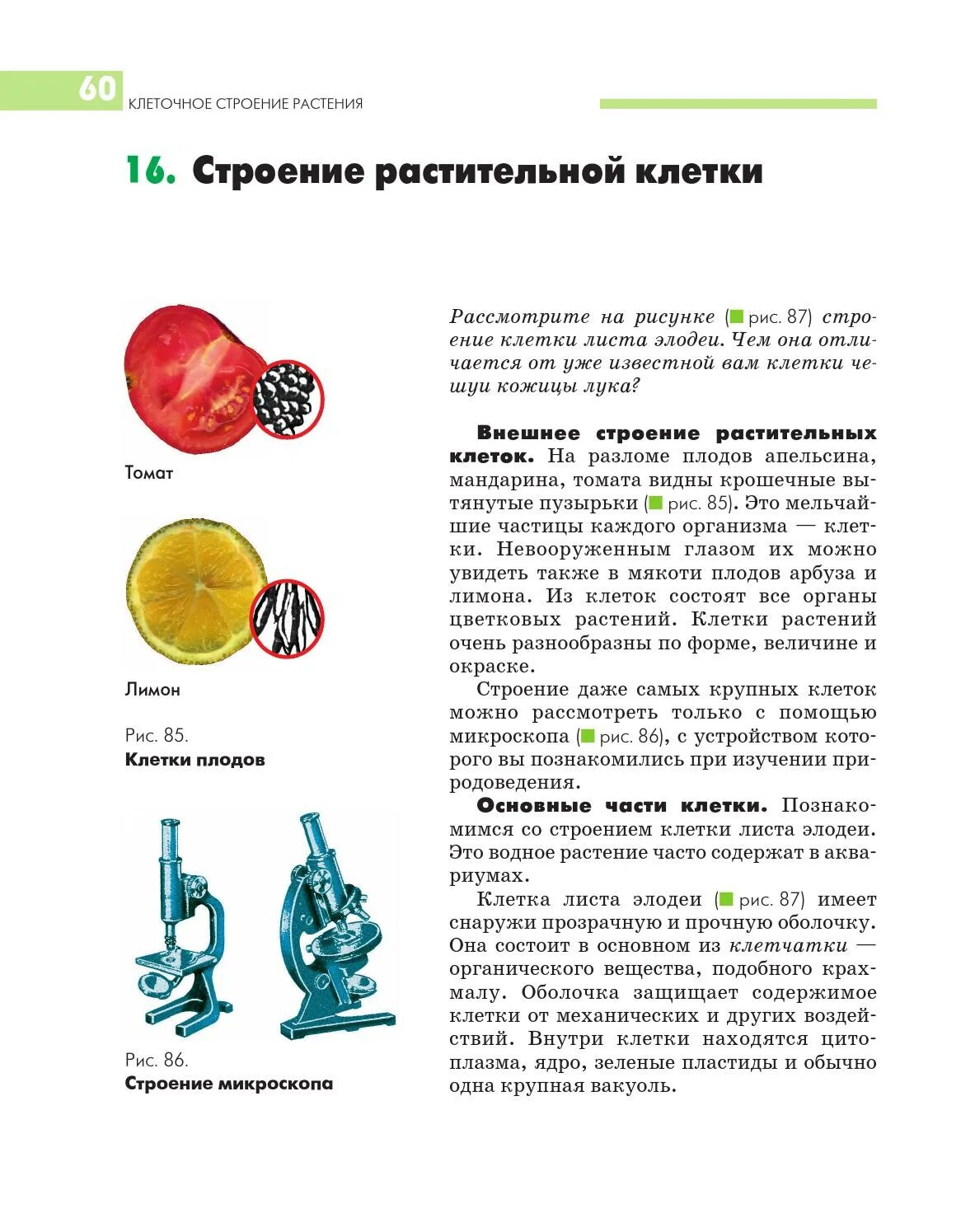 Лабораторная работа строение клеток. Строение клетки мякоти томата. основные части клетки томата. рассматривание клеток томата. пластиды в клетках томата.