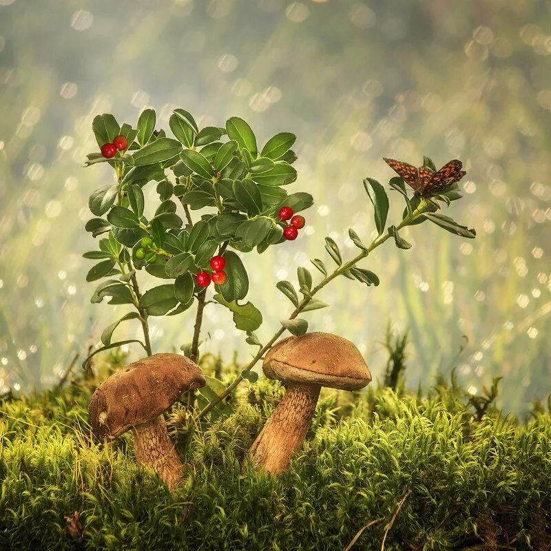 Грибы хмао югры. Деревья грибы ягоды. Деревья для дошкольников. Красивые грибы в лесу. Дары леса.
