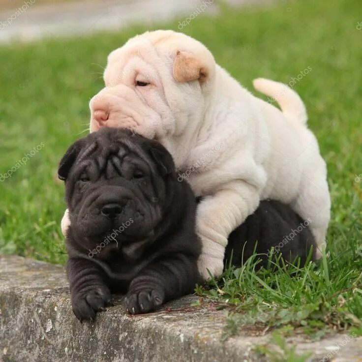 Pin by Ivana Grujić on Dogs Cute baby animals, Cute animals, Shar pei puppies
