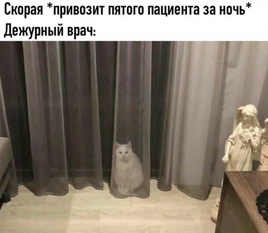 Мем прячется. Кот спрятался. кот спрятался за шторой. котик прячется. кот за шторкой.