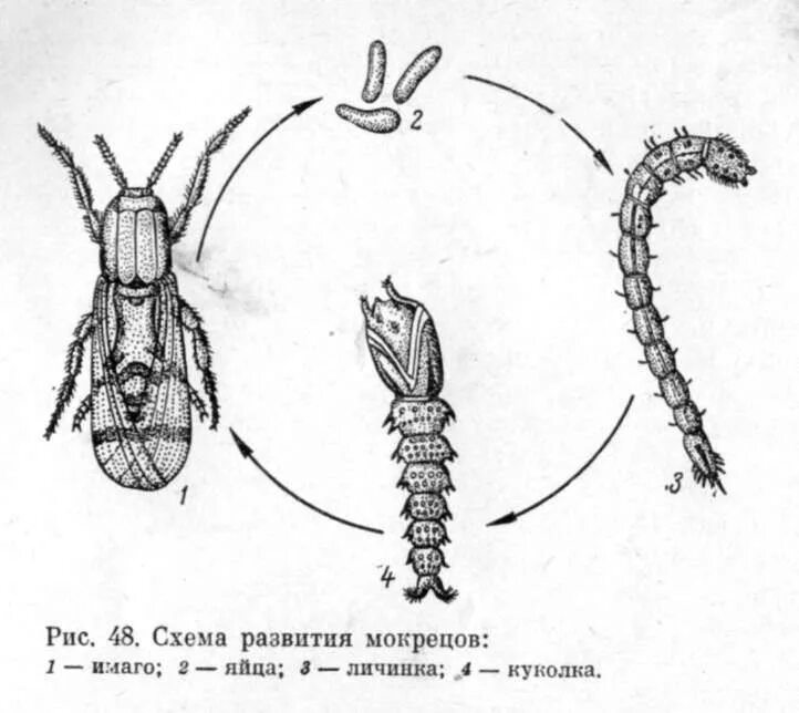Личинка половое размножение