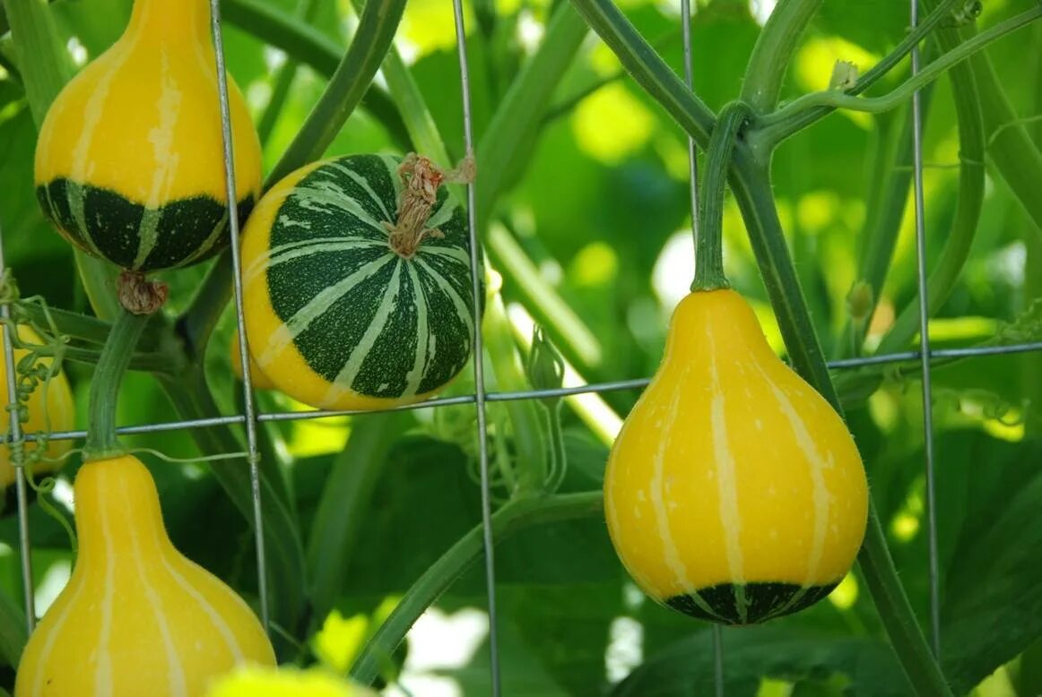 Тыква kleine bicolor. Лагенария грушевидная. Лагенария груша. Декоративная тыква груша. Тыква в виде кабачка