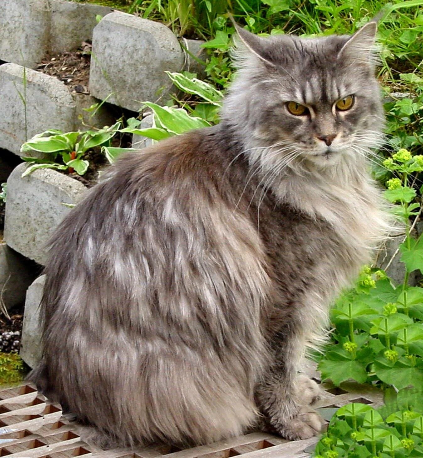 Длинная кошка порода. Мейн-кун. Длинношерстный Мейн кун. Британская длинношёрстная кошка. Европейская длинношерстная кошка.