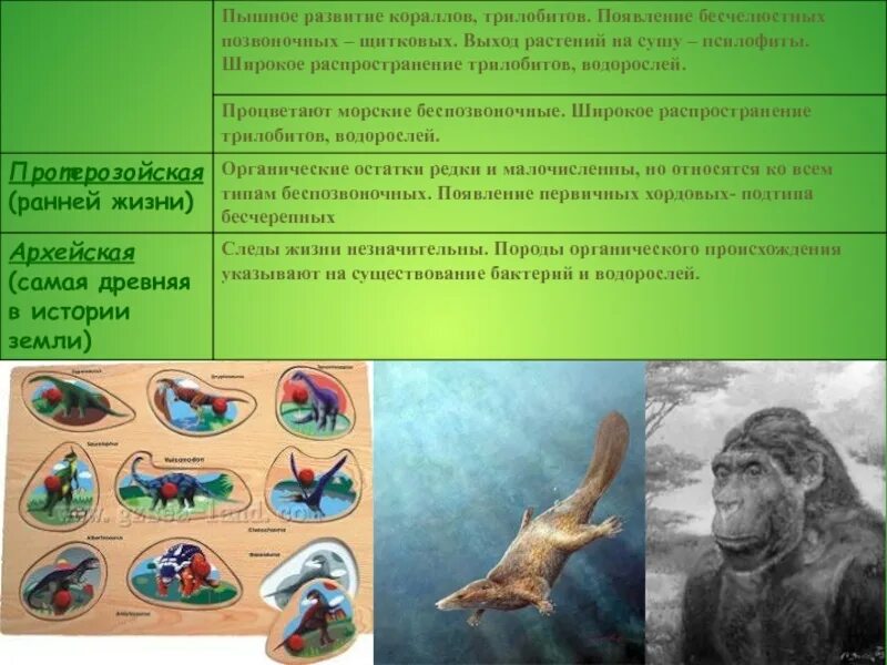 Выход беспозвоночных на сушу. Палеозойская эра девонский период рыбы. Первые существа вышедшие на сушу. Кембрий девон ордовик. Выход организмов на сушу.
