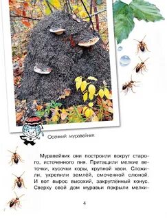 Муравейник живет