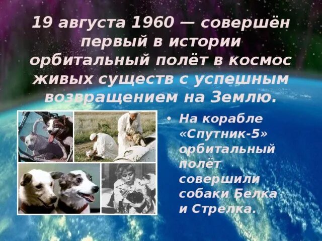 Первое живое существо совершившее орбитальный. Белка и стрелка 19 августа 1960 года. Первый полет в космос собаки. Первая собака полетевшая в космос. Первый полет в космос белки и стрелки.