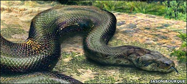 Huge sharp mythical snake like recorded