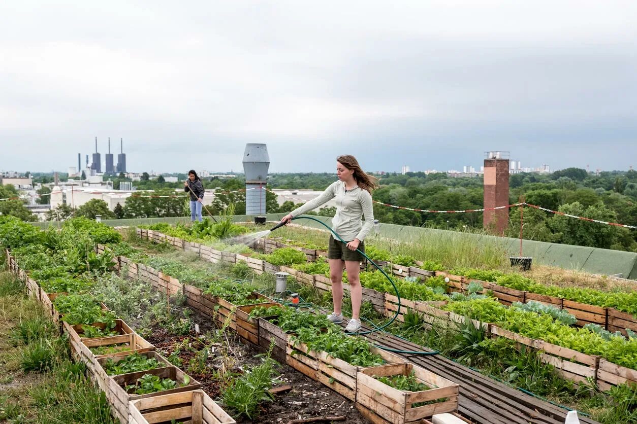 Local plant. Urban Farming (городское сельское хозяйство). Огород на крыше. Огороды на крышах домов. Грядки с крышей.